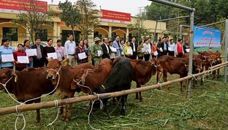 Thị xã Sơn Tây trao tặng bò sinh sản cho hộ nghèo, cận nghèo năm 2020.