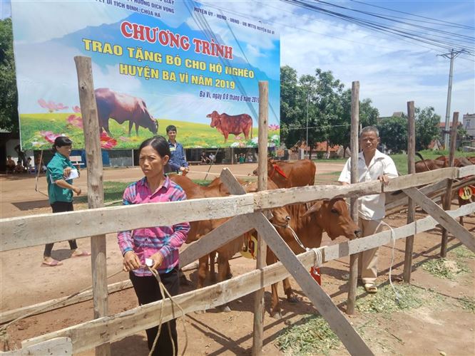 Ủy ban MTTQ Việt Nam huyện Ba Vì tổ chức chương trình trao bò cho hộ nghèo trên địa bàn huyện 